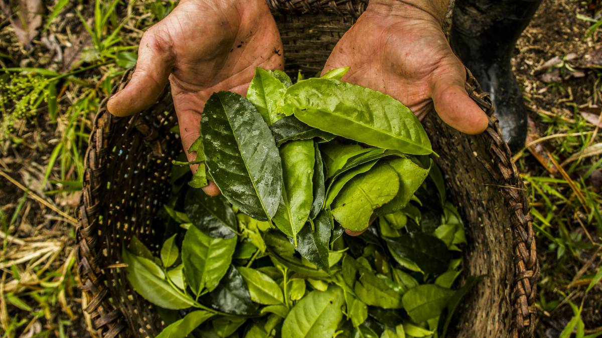 La planta amazónica con más antioxidantes que el té