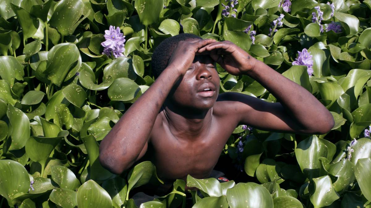 La revolucionaria energía de los jacintos de agua