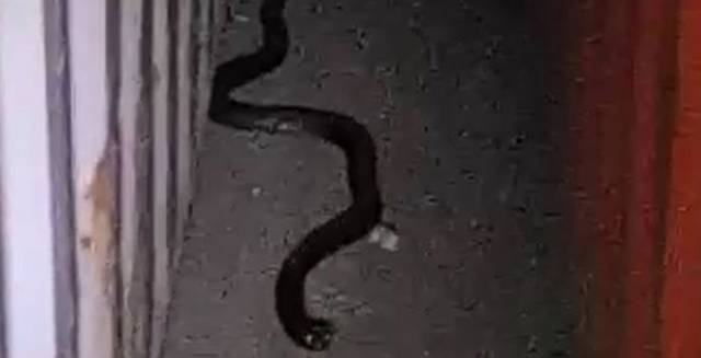 Video: Spitting cobra found at Algeciras port in southern Spain