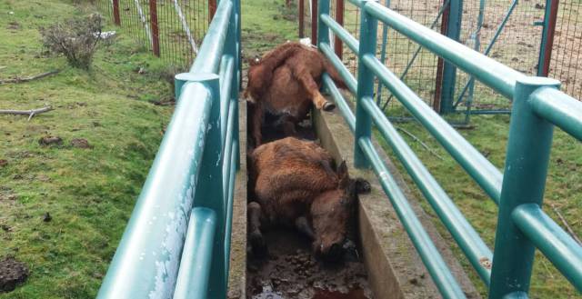 Brutal killing of four wild horses shocks Galicia