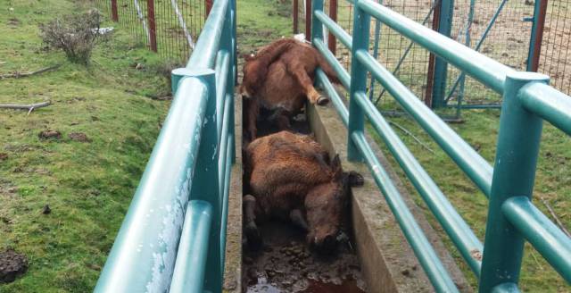 Galicia searches for killers of four wild horses