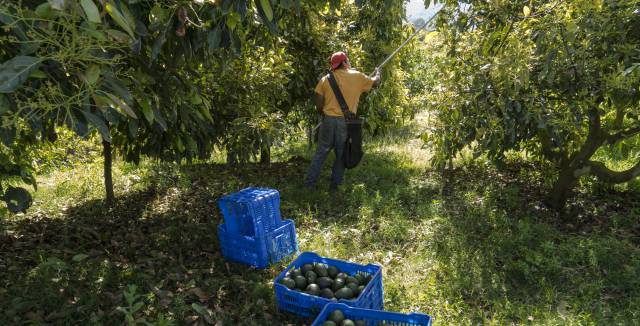 The curse of the Mexican avocado