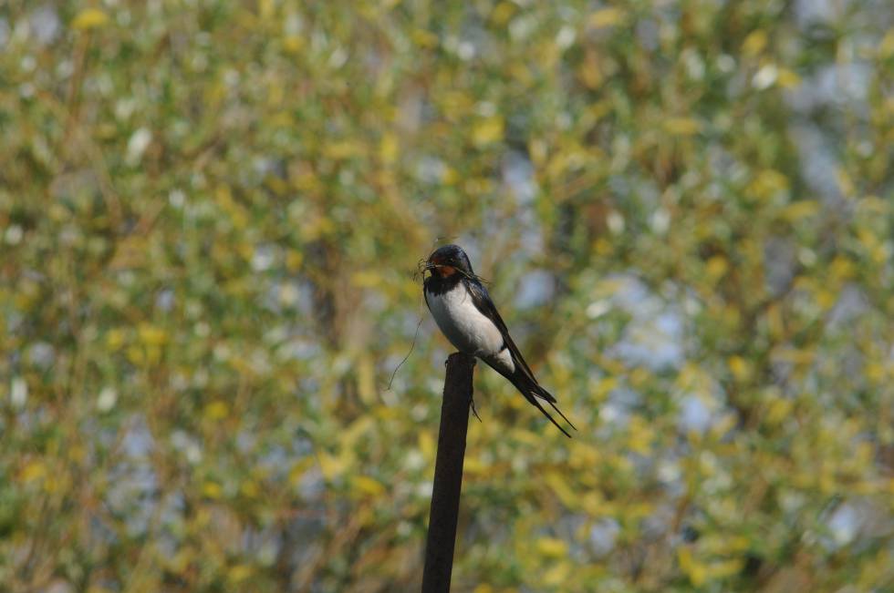 Las Aves Migratorias Regresan Cada Vez Antes Ciencia El Pais