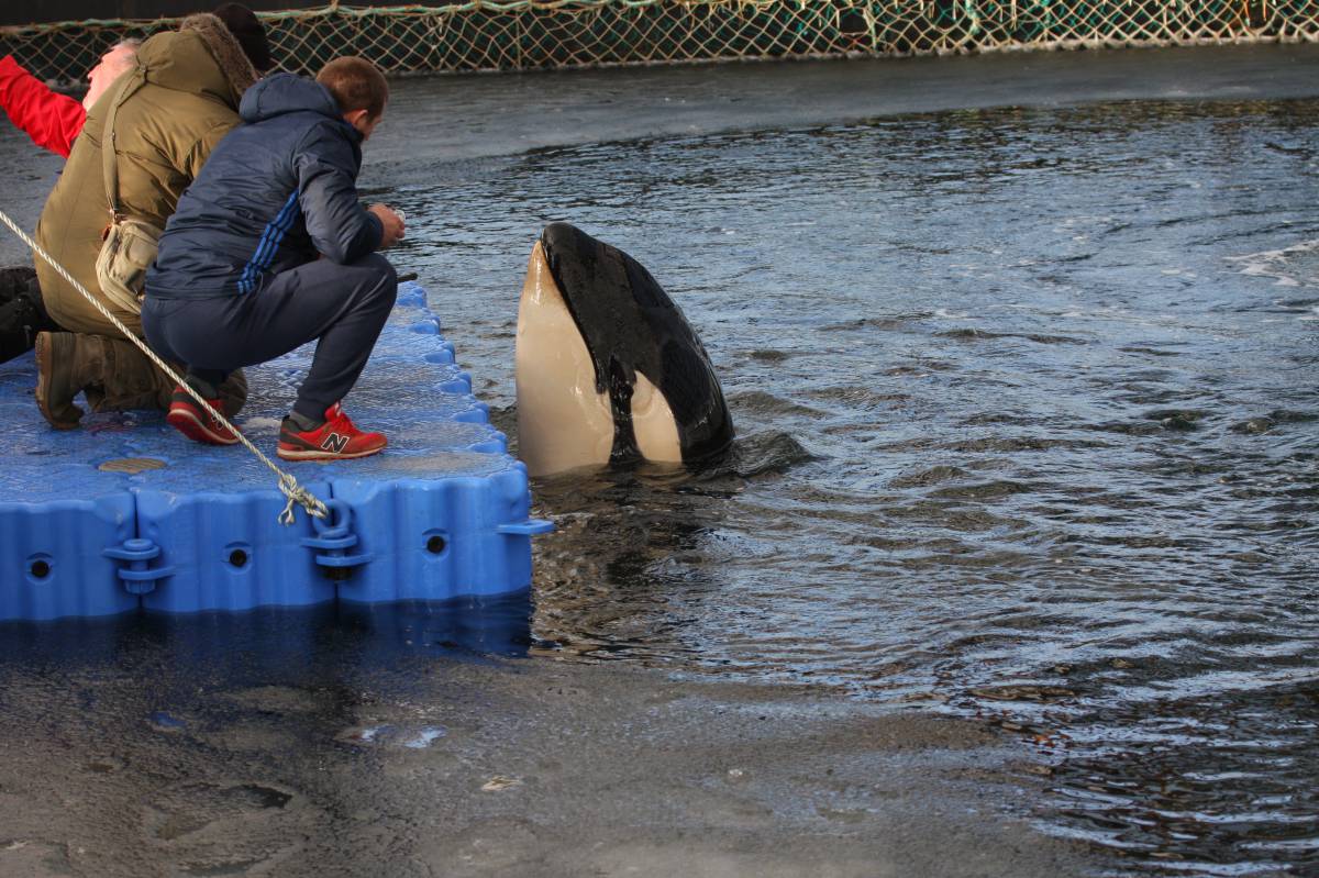 La ‘cárcel’ de ballenas del lejano Oriente ruso 1552324416_462403_1552375376_sumario_grande