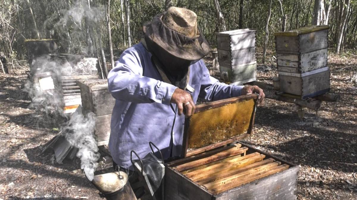 Las abejas de Yucatán resisten ante los monocultivos