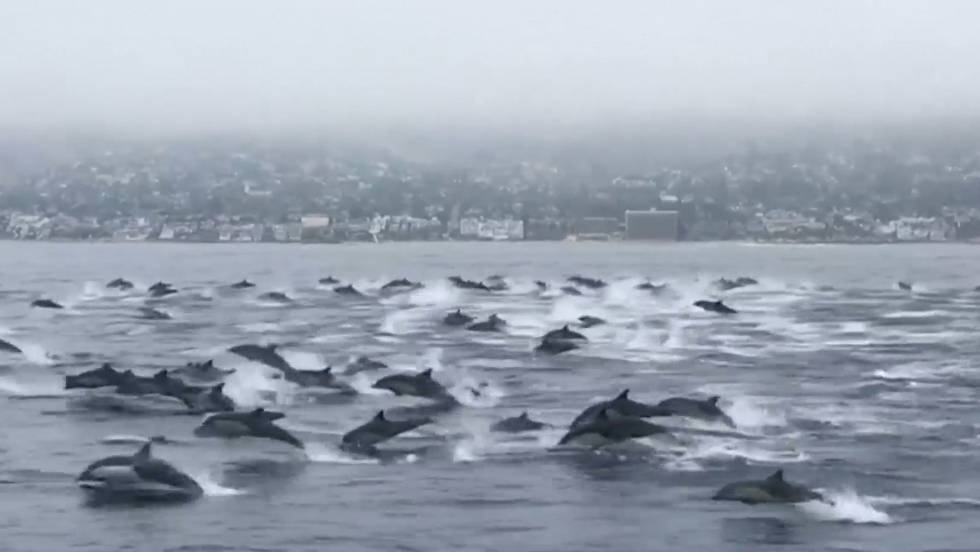 Video Un Centenar De Delfines Rodea A Un Barco En El Sur De California Actualidad El Pais