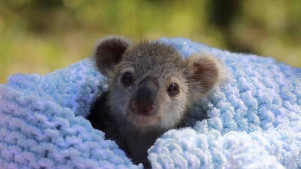 Video Elsa La Cria De Koala Que No Puede Ser Amamantada Por Su Madre Actualidad El Pais