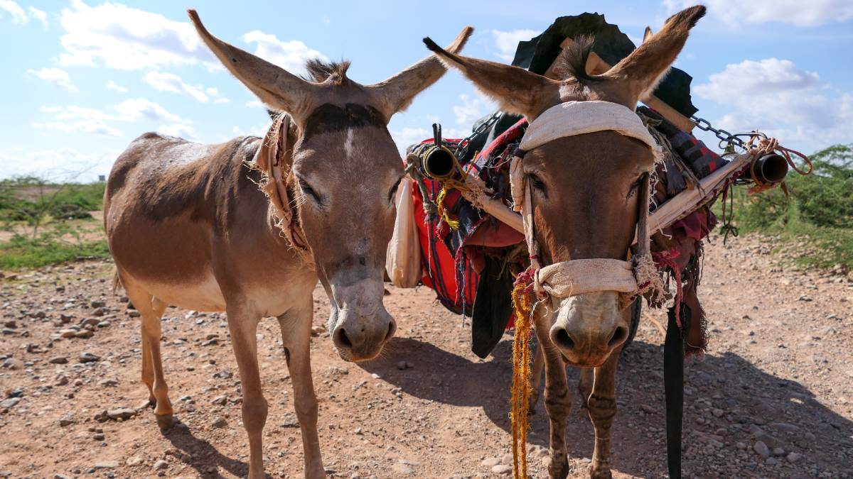 Satélites vigilantes de burros en Etiopía
