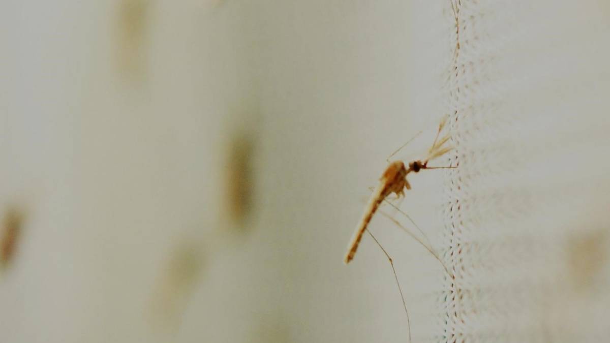 El sorprendente aliado contra la malaria: un hongo en los genitales de los mosquitos