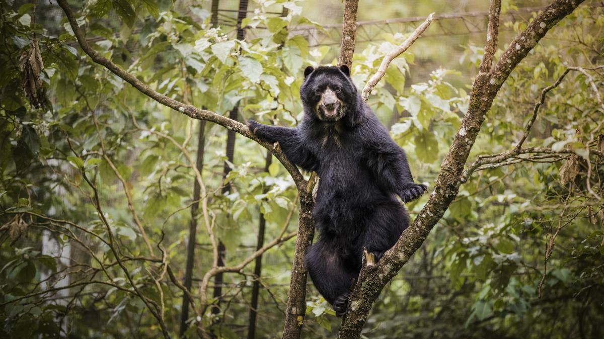 Así se salvaron las ranas y el oso Balú: cómo proteger fauna silvestre en plena pandemia