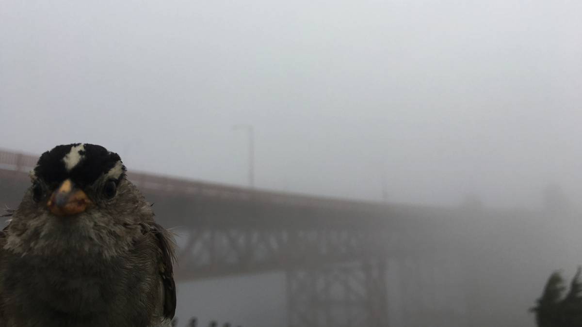 Las aves cantaron más bajo y se comunicaron mejor durante el confinamiento