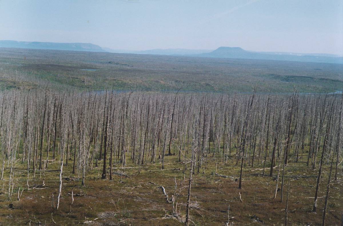 Así muere el bosque más grande del planeta