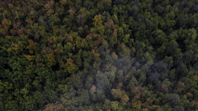 Misión: proteger el bosque