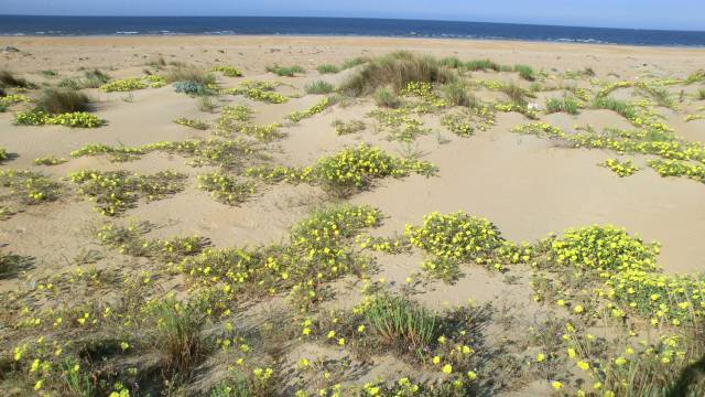 Invasión en el golfo de Cádiz