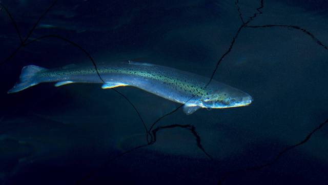 El día en que los (salmones) noruegos tomaron japón