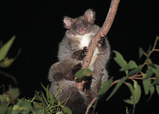 Así son los 'nuevos' marsupiales australianos