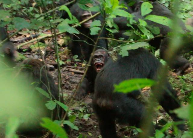 Los tres asesinatos que desataron la segunda 'guerra civil' entre chimpancés