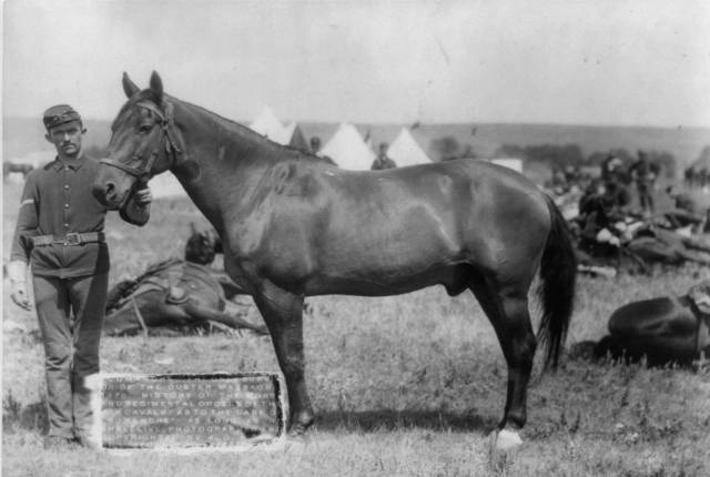 'Comanche': el caballo que podría haber contado cómo murió el general Custer