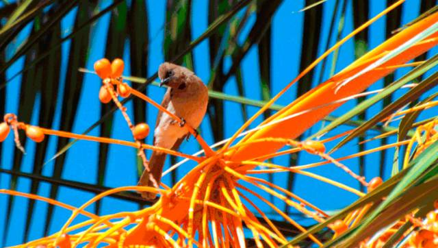 Why African birds are seeking refuge from climate change in Spain