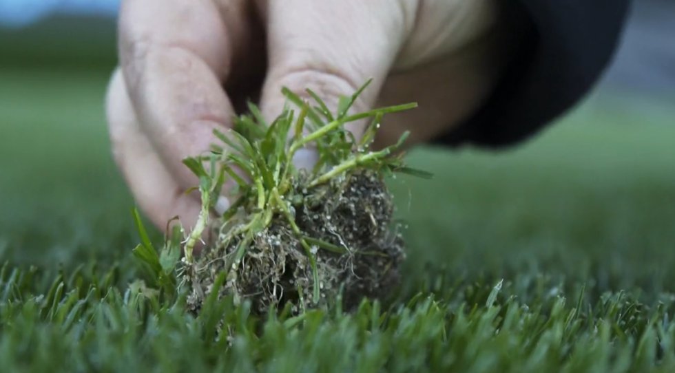 La 'Poa annua', una hierba que crece entre el césped profesional, es uno de los mayores riesgos que tienen los campos de España, especialmente los del norte, para estar a la altura de los requisitos de LaLiga. Esta planta, de un verde más claro, tiene una raíz más corta y hace que el césped se desprenda con mayor facilidad. El Celta de Vigo, en Balaídos, sufre este problema. Para combatirlo agujerean el terreno con una pinchadora que equilibra la cantidad de aire y de agua de los poros de la tierra y favorece el desarrollo de las raíces. Si no lo logran, los responsables del mantenimiento del campo deben arrancar con la mano la 'Poa annua' a tiempo para que no se propague por el césped.