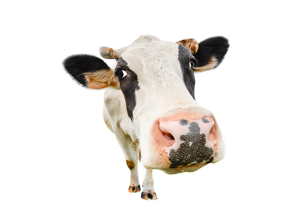  No. Está prohibido por ley que la leche tenga antibióticos, por lo que las leches del mercado no los contienen. Administrárselo a los animales para fomentar su crecimiento, también lo está —en la UE desde 2006—, salvo en situaciones puntuales y exclusivamente con fines terapéuticos.   La prueba  es que la Autoridad Europea de Seguridad Alimentaria ( EFSA ) publica todos los años un informe en el que se muestran los resultados del control que realiza periódicamente sobre los alimentos. En el de 2014,  solo el 0,09% de la leche analizada presentó una cantidad de antibióticos  por encima de los límites que establece la legislación.  