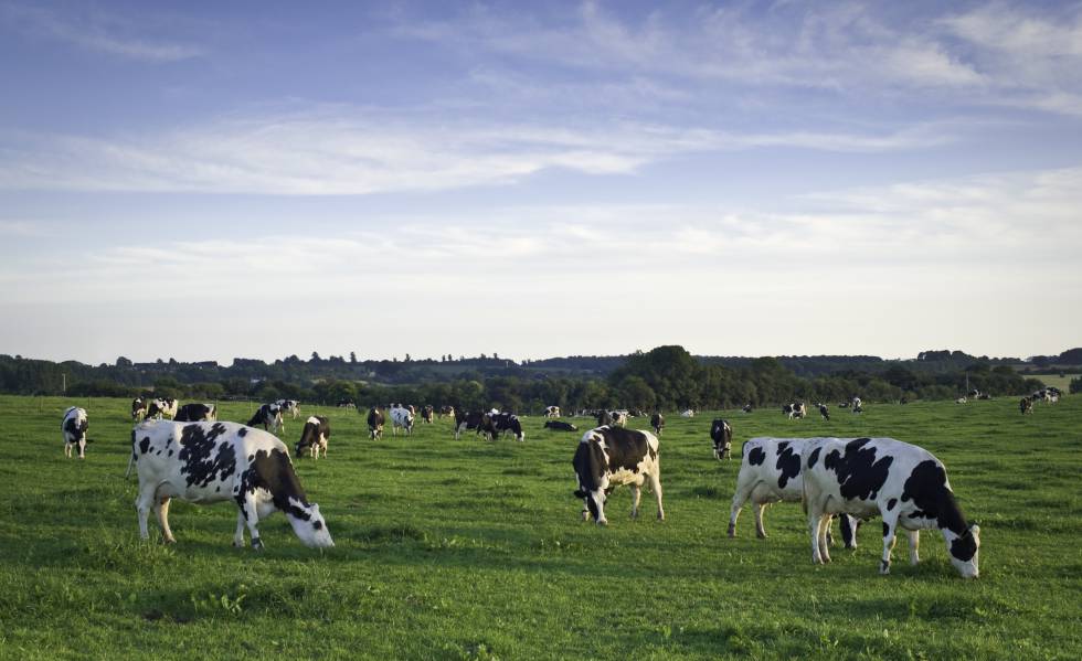 ‘Eco’ no es una etiqueta, es una manera de hacer leche