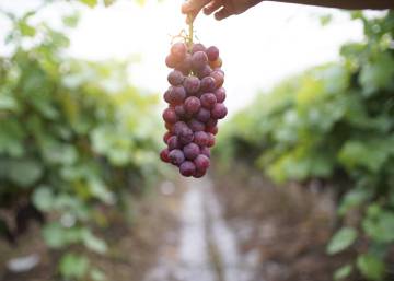 Lo que diferencia a una uva de comer de una para hacer vino