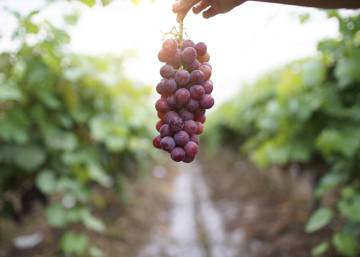 Lo que diferencia a una uva de comer de una para hacer vino