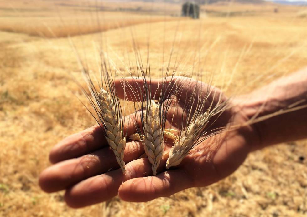 Las ventajas de tener una fábrica de harina en el pueblo | Nuevos Tiempos  en EL PAÍS | EL PAÍS