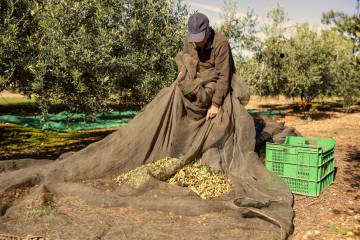 Un agricultor de la plataforma Correos Market, durante la recogida de la aceituna.