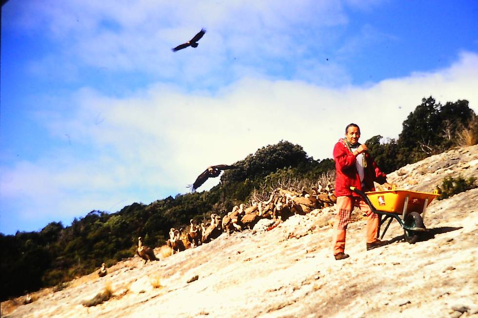 Manuel, distribuyendo comida para los buitres en los años 80.