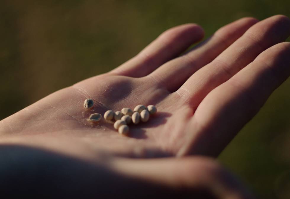 Detalle de las semillas inteligentes que esparcen los drones de CO2 Revolution.