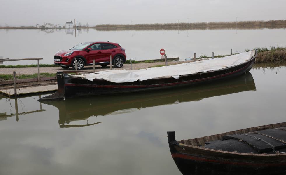 De la laguna al mar: la vida acuática de la Albufera valenciana