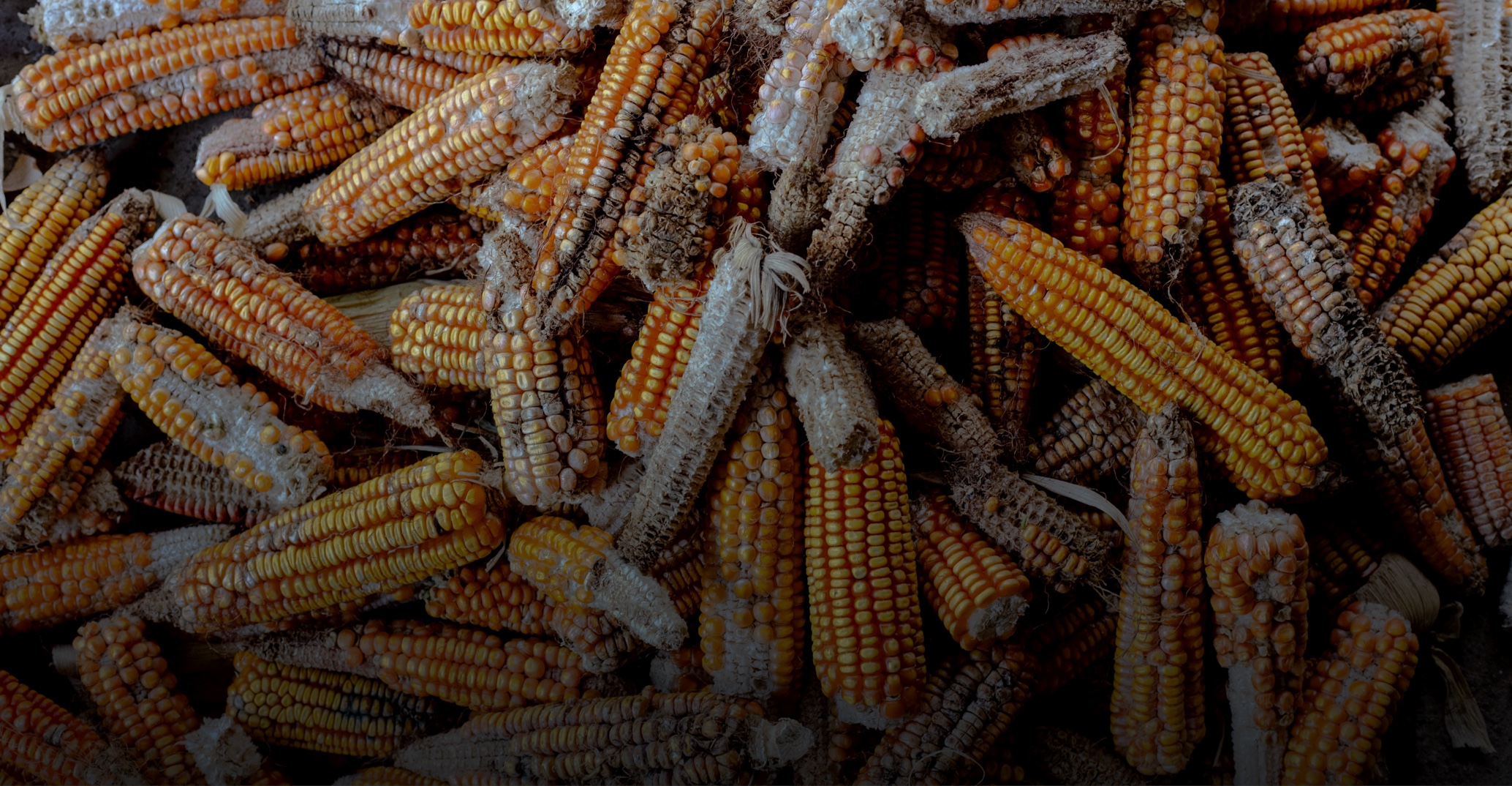 El maíz amargo del Ixcán: un portón abierto de par en par al contrabando |  Internacional | EL PAÍS