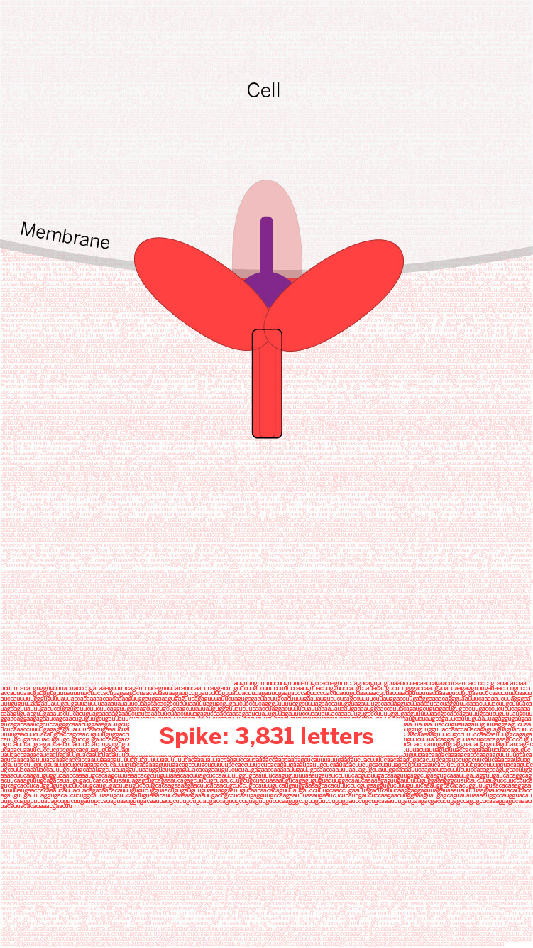 Coronavirus Ccu Cgg Cgg Gca The 12 Letters That Changed The World Ciencia El Pais